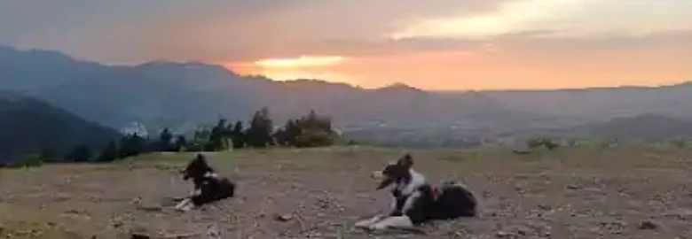 100%orekan txakur elkartea