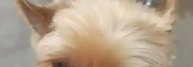 A l’Aigua Peluqueria Canina