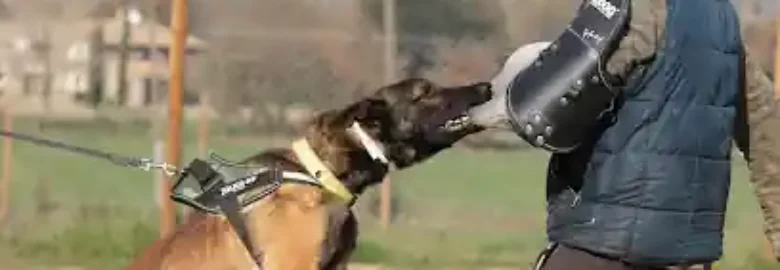 ACC dogs