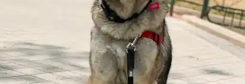 ADIESTRAMIENTO con SENTIDO