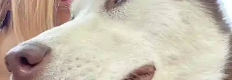 AMPE Amigos Peludos
