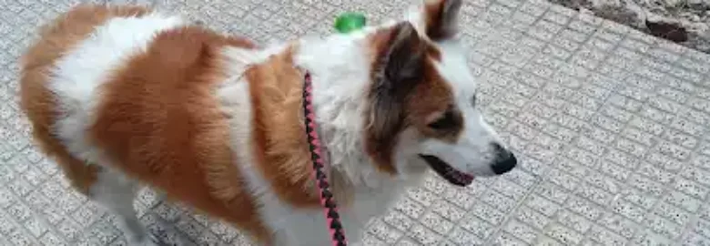 ANIMALADAS PELUQUERIA CANINA-FELINA