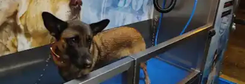 ARGOS Autolavado de perros y peluquería canina.