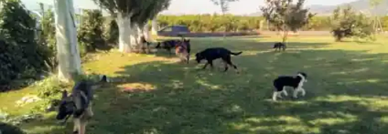 ARGOS Centro Canino