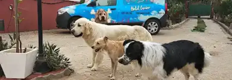 Ábora Hotel de Mascotas