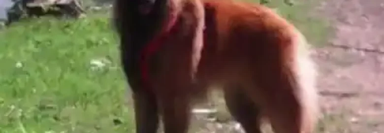 Adiestramiento Canino Galicia