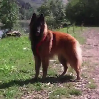 Adiestramiento Canino Galicia