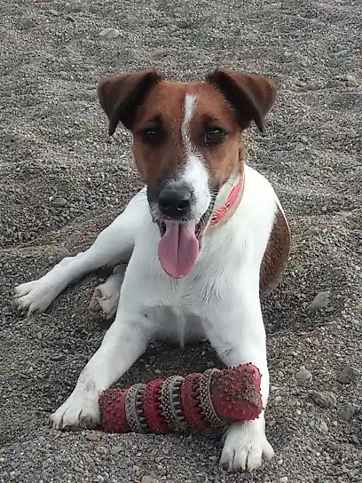 Adiestramiento Canino HOLISTICAN