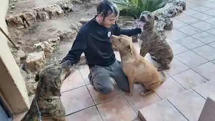 Adiestramiento Canino Ramon Piqueres