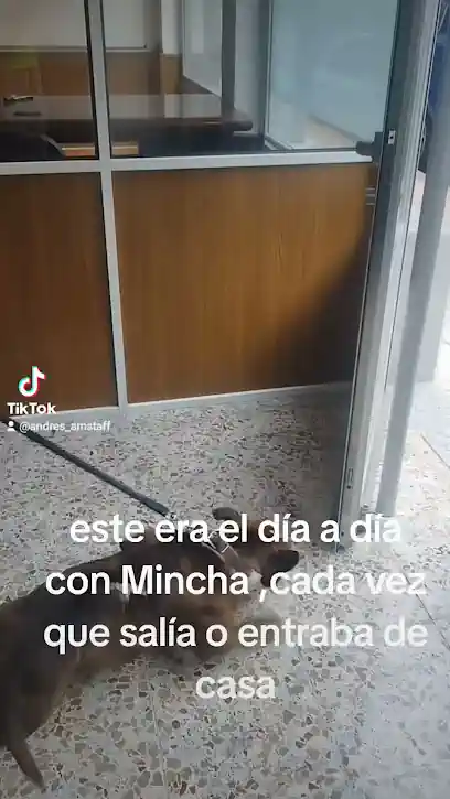 Adiestramiento canino Andres_amstaff