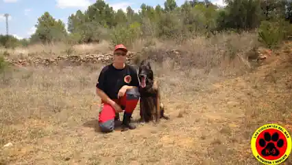 Adiestramiento canino Castellon – los vigilantes del mas