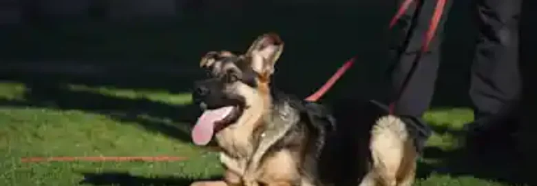Adiestramiento canino FerKan