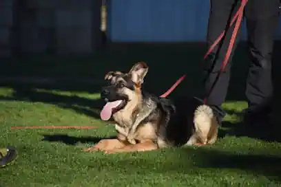 Adiestramiento canino FerKan