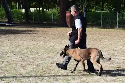 Adiestramiento canino y Educación – Avantdogss