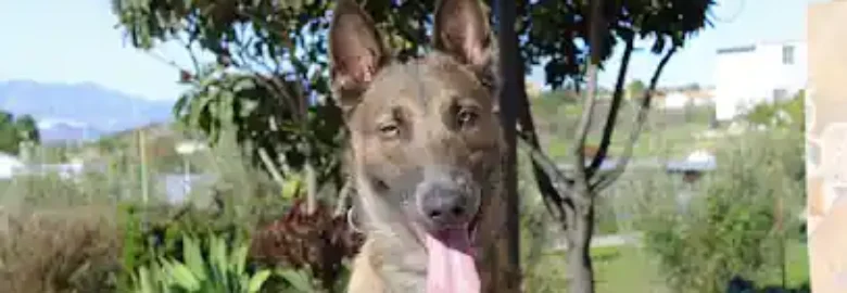 Adiestramiento y Residencia Canina CruzCan
