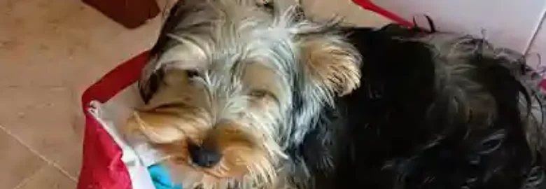 Adiestramiento y educación canina Álex Arteaga