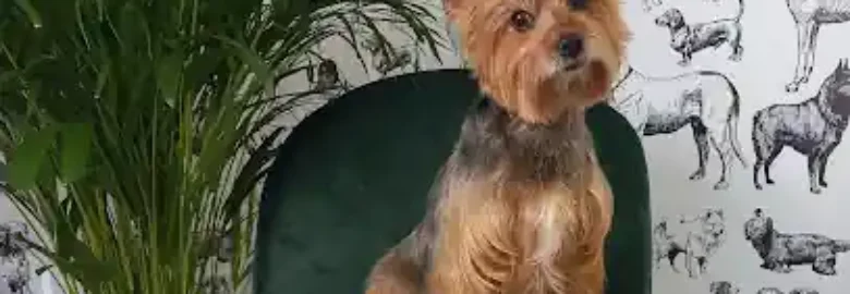 Aixa Groomer Peluquería Canina