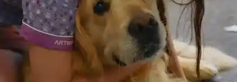 Amics peluts perruqueria canina Sant Feliu de Guíxols