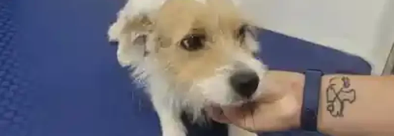 Amigos Peludos