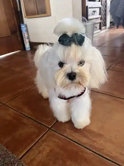 Ana Díaz · Peluquería Cachorros