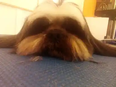 Ana Fraga Peluquería Canina