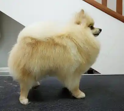 Animalades – Peluquería Canina