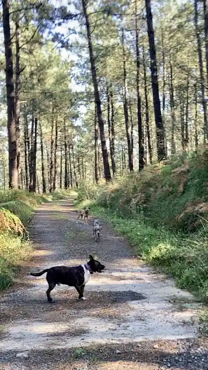 Animalia Zaintza