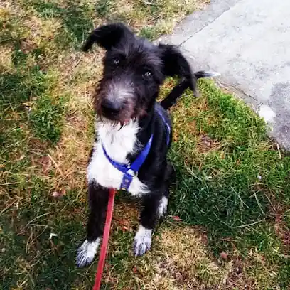 Anut Educación Canina