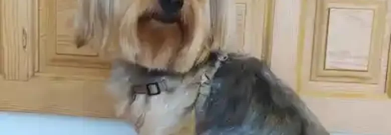 Arte Canino Ávila