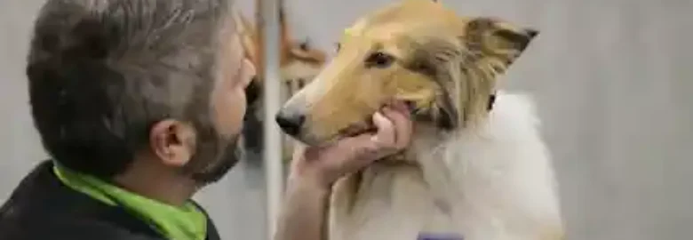 Aseadog Peluqueria Canina