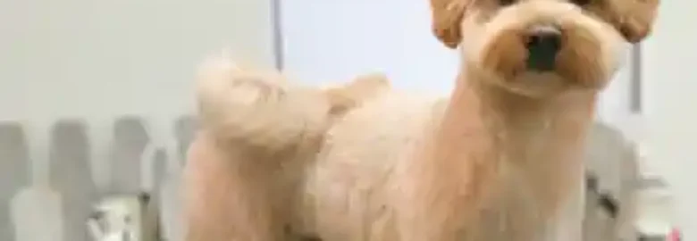 Atlántida Peluquería y Estética Canina