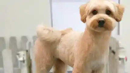 Atlántida Peluquería y Estética Canina