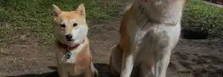 Aurifika | Guardería canina Campo de Gibraltar