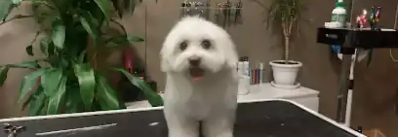 BAU BAU PELUQUERIA CANINA