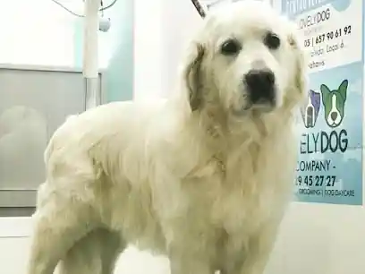 BENAHAVIS DOG GROOMING & BOUTIQUE