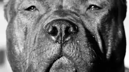 Balearen Bullys