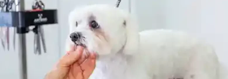 Bambú Peluquería Canina