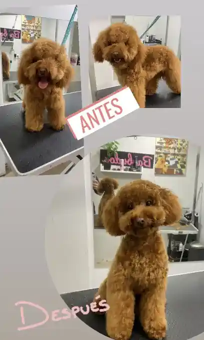 BarbuLugo Peluqueria Canina (16€ autoservicio)