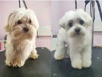 Bensha estilismo canino