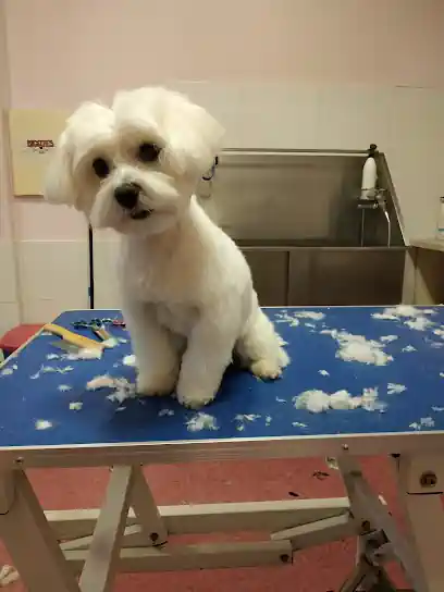Bigotes – Peluquería de Mascotas
