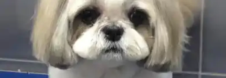 Bitxos