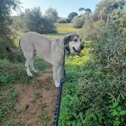BroCan Adiestramiento Canino en sevilla