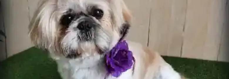 Byteldog Peluqueria Canina