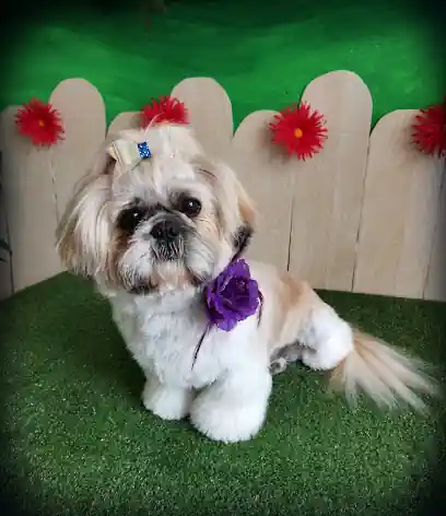 Byteldog Peluqueria Canina