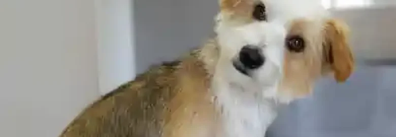 CAN DAN Peluquería Canina