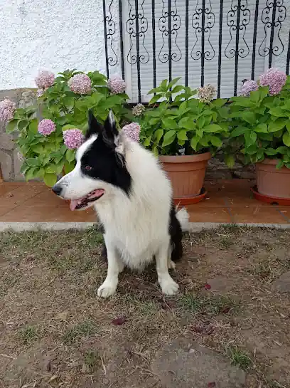 CARPECAN NUTRICIÓN Y ESTILISMO CANINO