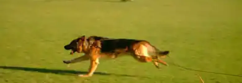 CINOCAN RESIDENCIA CANINA Y FELINA