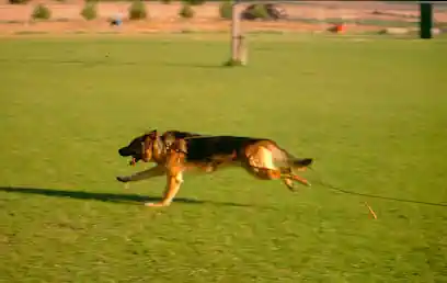 CINOCAN RESIDENCIA CANINA Y FELINA