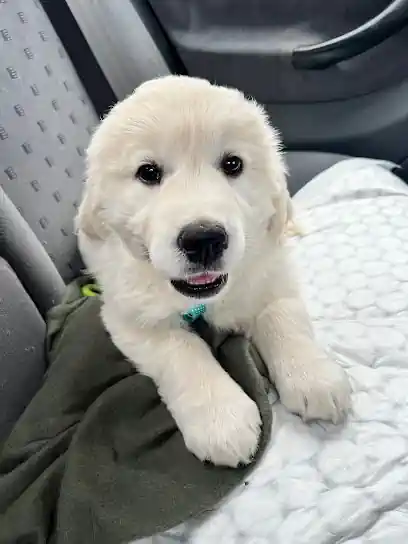 COSTA ARTABRA GOLDEN RETRIEVER