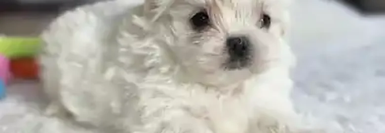 CRIADORES Bichón Maltés – KUKAY
